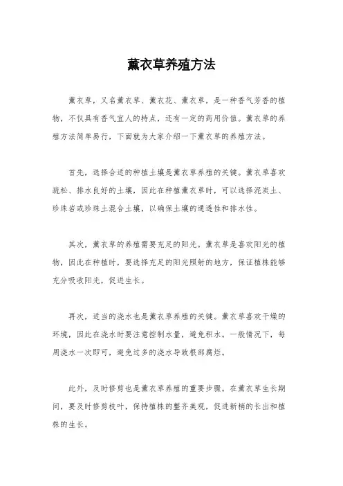 薰衣草养殖方法