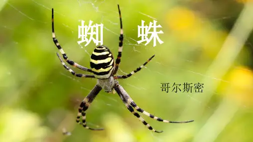 蜘蛛经典课件