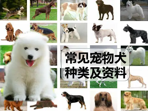 犬的品种(游戏大、中型犬小)