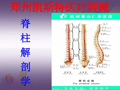 脊柱基础解剖学ppt课件
