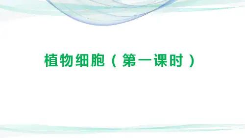 人教版七年级生物上册第二单元第一章第二节《植物细胞》(第一课时)(17张PPT)