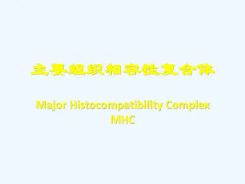 MHC主要组织相容性复合体