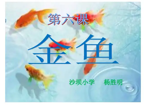 《金鱼》课件资料