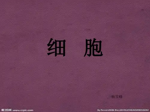 细胞壁和细胞膜