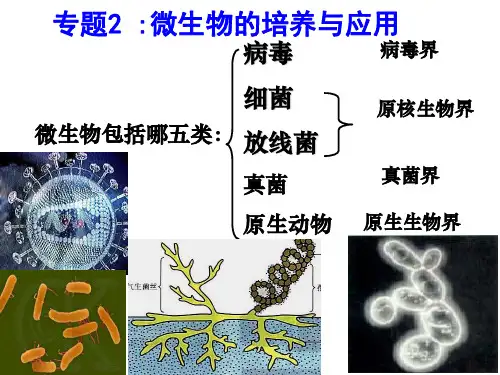 高中生物选修1专题2微生物的培养与应用