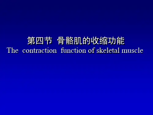 生理学——骨骼肌的收缩功能