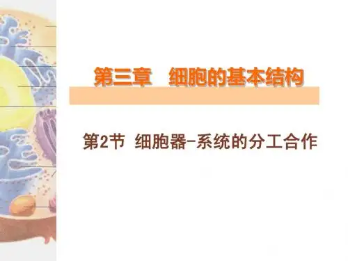 3.2 细胞器-系统内的分工合作(2)