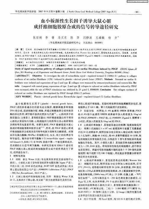 血小板源性生长因子诱导大鼠心脏成纤维细胞胶原合成的信号转导途径研究