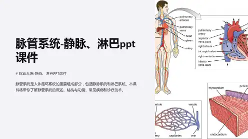 脉管系统-静脉、淋巴课件