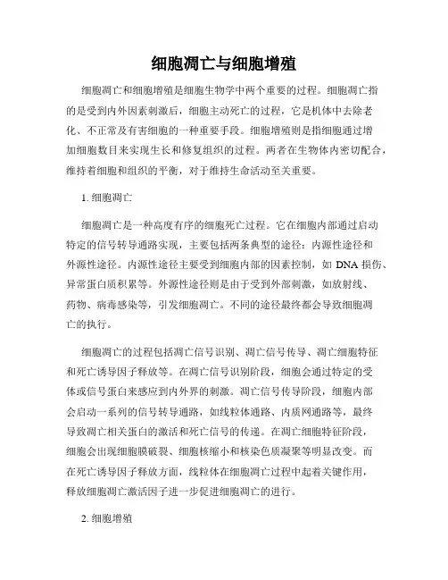 细胞凋亡与细胞增殖