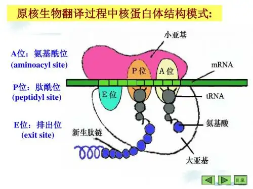 [生化]蛋白质生物合成 (2)