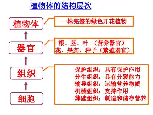 苏科版七年级生物下册：9.2人体的组成(1) 课件
