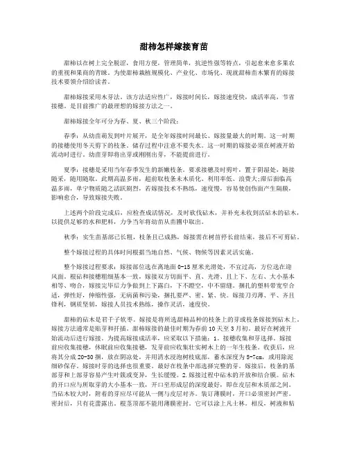 甜柿怎样嫁接育苗