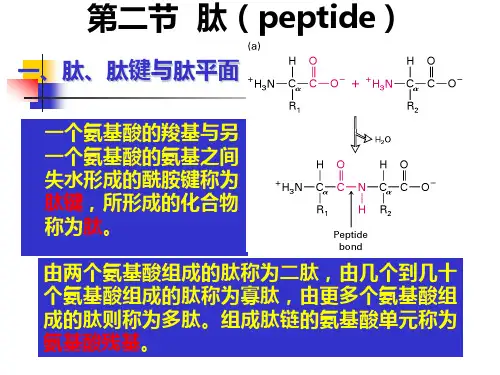 第4章 肽