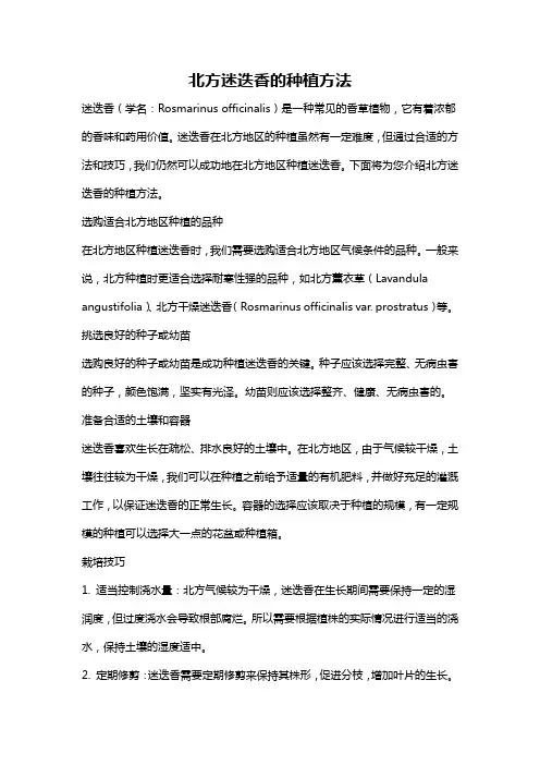 北方迷迭香的种植方法