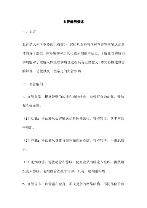 血管解剖概述 