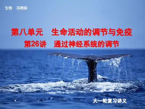 2014届高考(苏教版)生物大一轮课件：第26讲 通过神经系统的调节(共100张PPT)