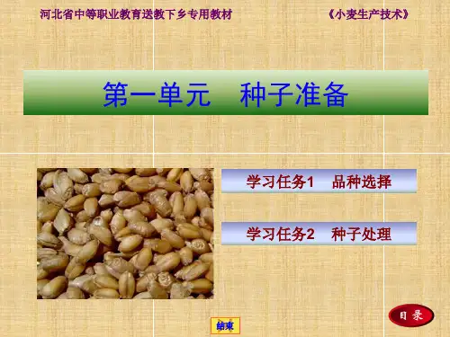 小麦种子准课件 PPT资料共21页