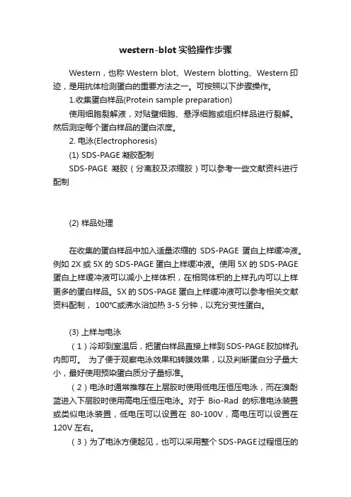 western-blot实验操作步骤