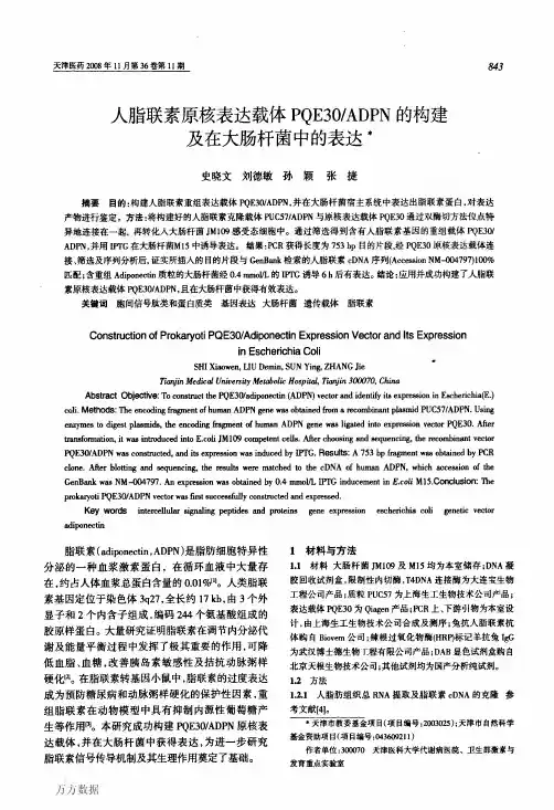 人脂联素原核表达载体PQE30ADPN的构建及在大肠杆菌中的表达