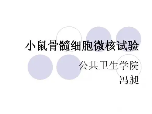 小鼠骨髓细胞微核试验