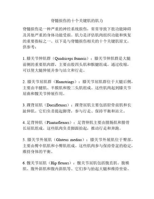 脊髓损伤的十个关键肌的肌力