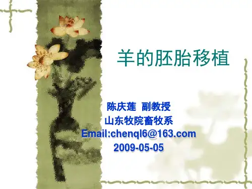 羊的胚胎移植