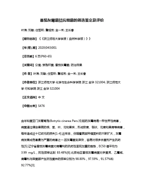番茄灰霉菌拮抗细菌的筛选鉴定及评价