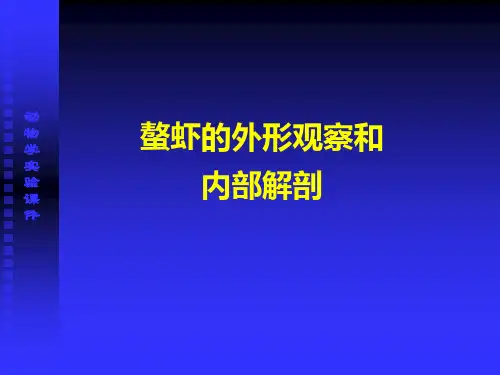 螯虾的观察与解剖