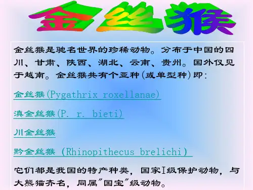 金丝猴de介绍