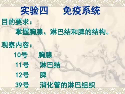 组织学与胚胎学实验 免疫系统