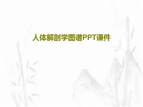 人体解剖学图谱PPT课件共164页
