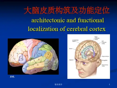 大脑皮质结构与功能分区