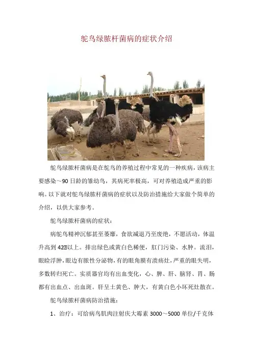 鸵鸟绿脓杆菌病的症状介绍