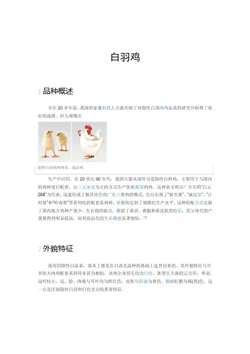 白羽鸡