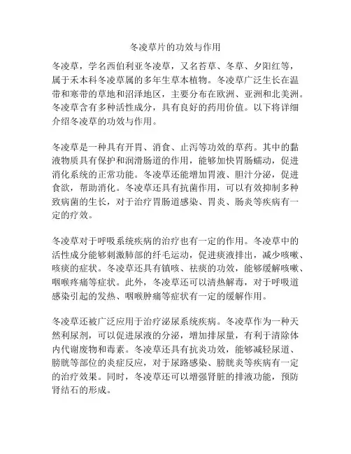 冬凌草片的功效与作用