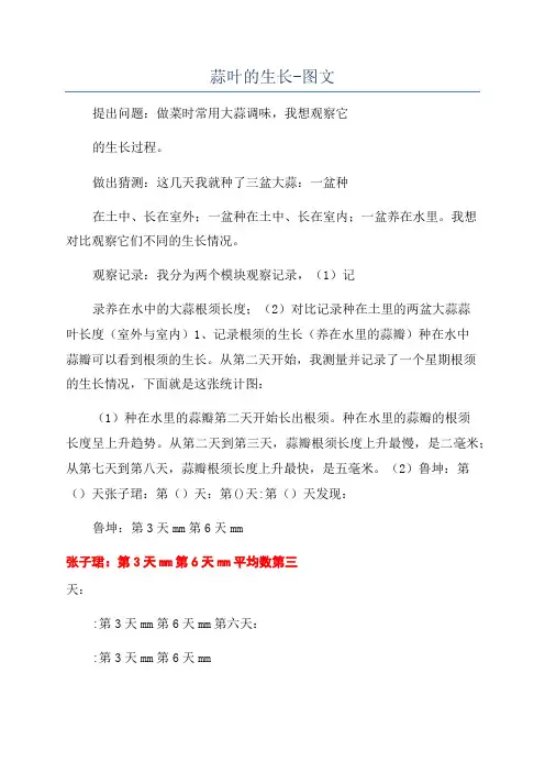 蒜叶的生长-图文