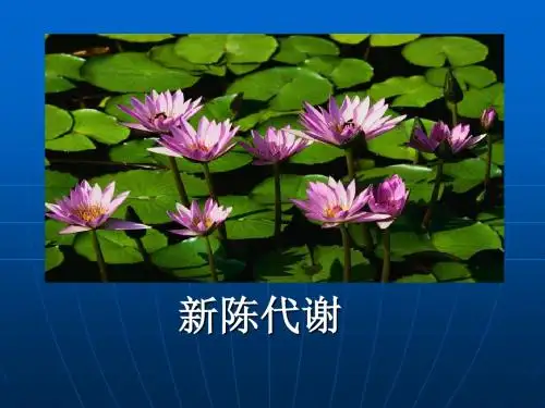 第二节 新陈代谢与ATP