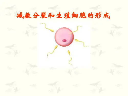 减数分裂和生殖细胞的形成