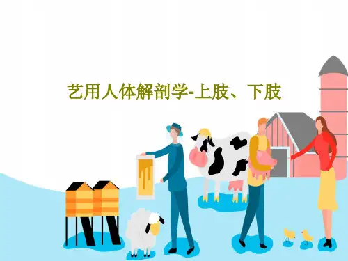 艺用人体解剖学-上肢、下肢PPT共61页