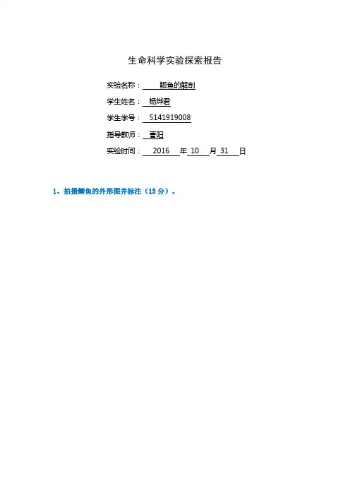 鲫鱼解剖