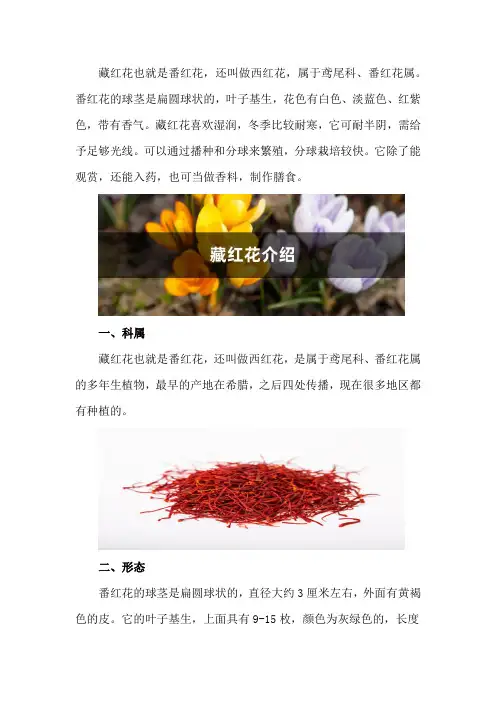 藏红花介绍,藏红花是什么
