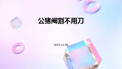 公猪阉割不用刀