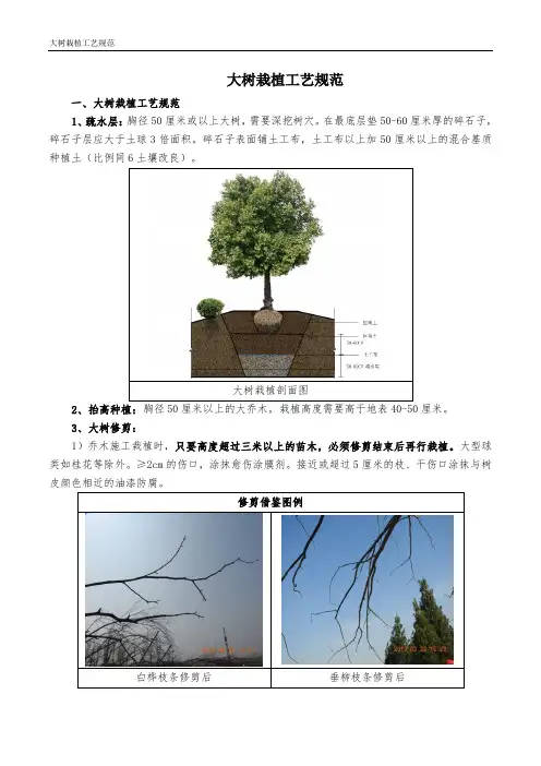 大树栽植工艺规范