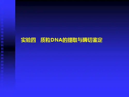质粒DNA的提取与酶切鉴定                                          