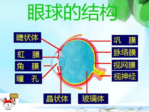 视觉和听觉PPT课件