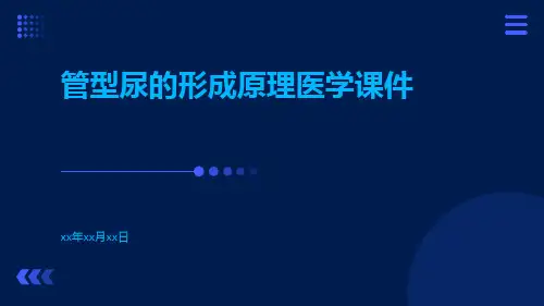 管型尿的形成原理医学课件