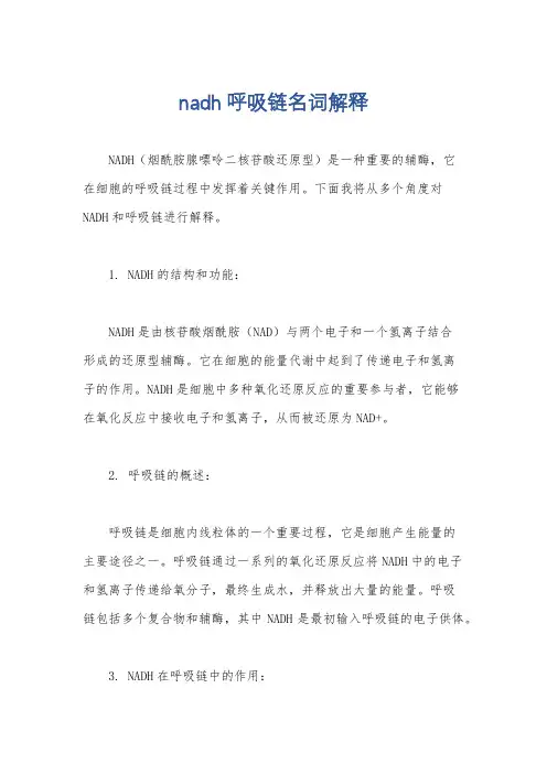 nadh呼吸链名词解释