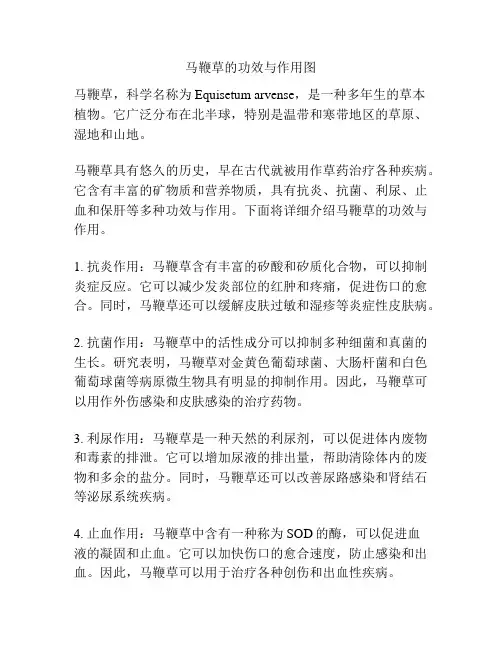 马鞭草的功效与作用图