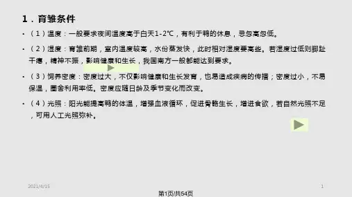 养鸭技术PPT课件